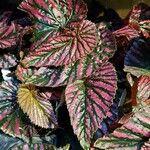 Begonia brevirimosa Leaf