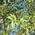 Salix pentandra Blad