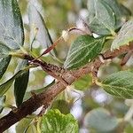 Cercocarpus montanus Frutto