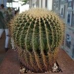 Echinocactus grusonii Bark