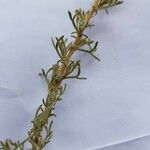 Artemisia californica Leht