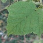 Acer rufinerve Leaf