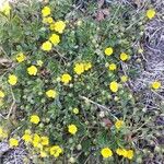 Potentilla tabernaemontaniFiore