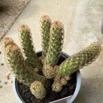 Mammillaria elongata Лист