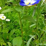 Convolvulus tricolor Habitus