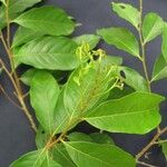 Hirtella triandra Други
