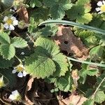 Potentilla sterilis Frunză