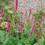 Bistorta amplexicaulis Floare