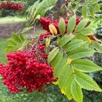 Sorbus commixta फल