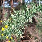 Ulex europaeus Frunză