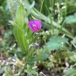 Vicia sativaFlower