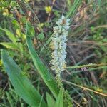 Chlorophytum africanum Flower