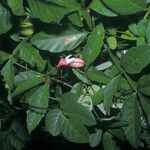 Paullinia pinnata Fruit