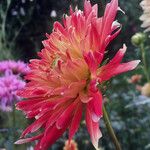 Dahlia × cultorum Flor