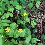 Viola glabellaFlower