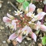 Trifolium striatum ᱵᱟᱦᱟ