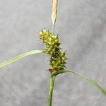 Carex flava Kvet