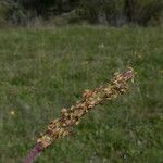 Plantago crassifolia ফুল