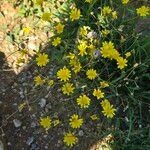 Crepis capillarisFlower