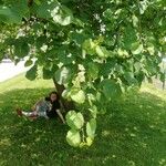 Cercis siliquastrumLeaf