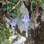 Campanula fragilis Flor