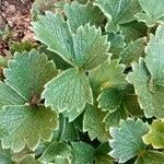 Potentilla megalantha Leaf