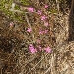 Centaurium tenuiflorum Flor