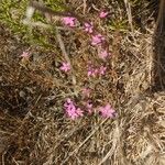 Centaurium tenuiflorum Kukka