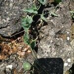 Aristolochia pistolochia Blad