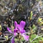 Rhododendron canadense Květ