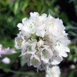 Armeria pubinervis Λουλούδι