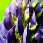 Lupinus polyphyllus Fleur
