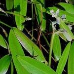 Aponogeton distachyos Leaf