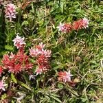 Sedum anglicum Çiçek