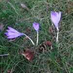 Crocus nudiflorus موطن