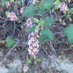 Ribes malvaceum Habitus