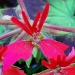 Pelargonium inquinans Bloem