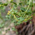 Euphorbia seguieriana Flor