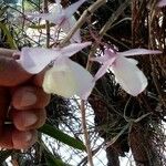 Dendrobium aphyllum 花