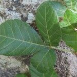 Allophylus rubifolius Leaf