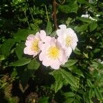 Rosa corymbifera Kukka