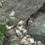 Astragalus australis Blomst