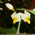 Solanum nigrum Flor