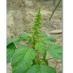 Amaranthus hybridus Foglia