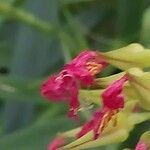 Pitcairnia spicata Flower