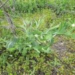 Lathyrus ochrus Habitus