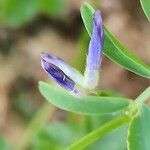 Vicia monantha Blüte