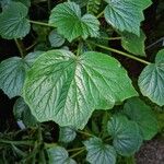 Begonia valida Leaf