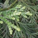 Thujopsis dolabrata Blatt