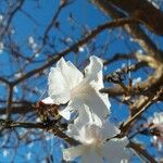 Tabebuia roseoalba Diğer